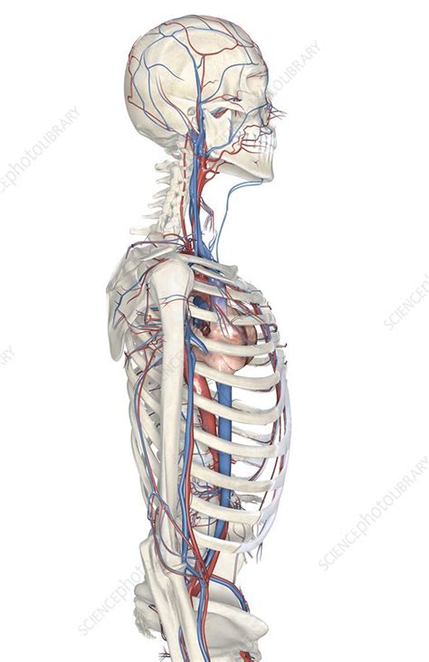 The Blood Vessels Of The Upper Body Stock Image C0082265 Science