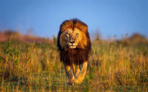 African Lion Wallpapers Top Free African Lion Backgrounds