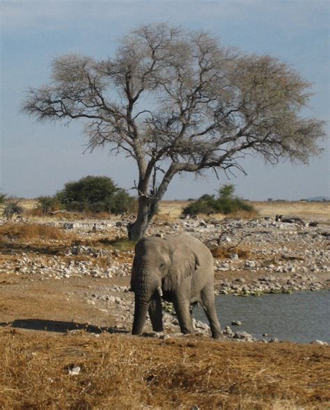 Reportajes Y Fotografías De Elefantes En National Geographic