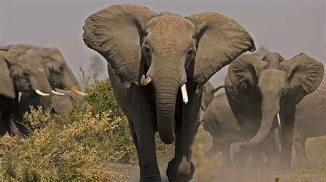 Big Animal Elephant | HD Wallpapers