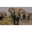 Big Animal Elephant  HD Wallpapers