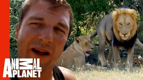 Dave Salmonis Dangerous Mission To Live With Wild Lions Youtube