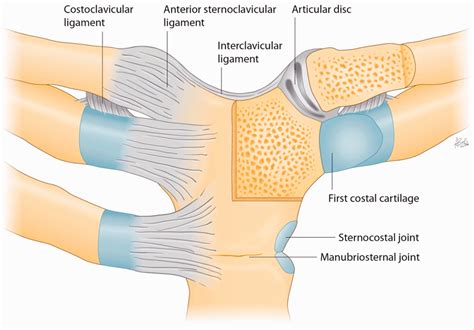 Pictures Of Capsular Ligament Of The Sternoclavicular Joint My XXX