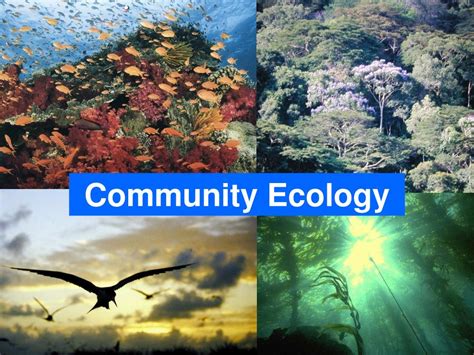 Ppt Community Ecology Powerpoint Presentation Free Download Id7061417