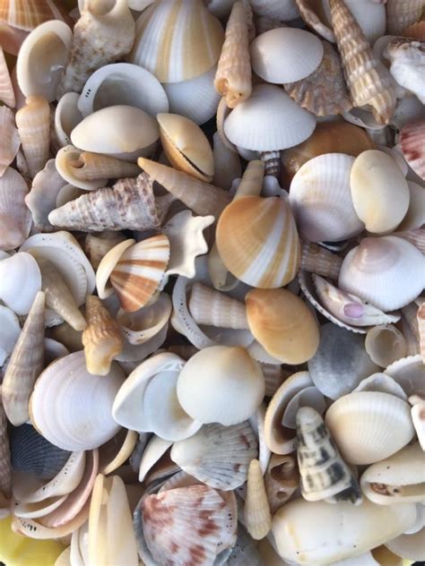 Assortment Of Mini Seashells 10 Pieces Etsy Sea Shells Pencil