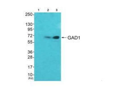 Anti Gad67 Antibody A37682