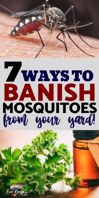 Keep mosquitoes from entering your home by repairing or replacing any damaged window screens. Get Rid of Mosquitoes: 7 Natural Mosquito Repellents for ...