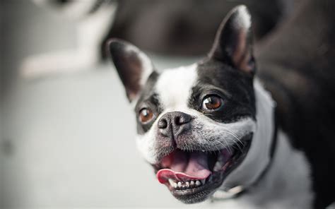 When a cat reverse sneezes, it throws its head back and makes a snorting sound. What Happens When A Dog Reverse Sneezes? - Watt Avenue Pet ...