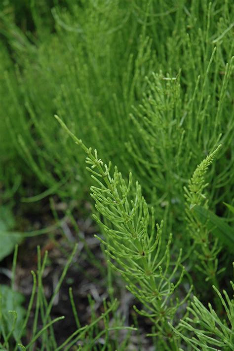 Send a beautiful flower arrangement virtually anywhere in washington state. Common Horsetail (Equisetum arvense) in Issaquah Seattle ...