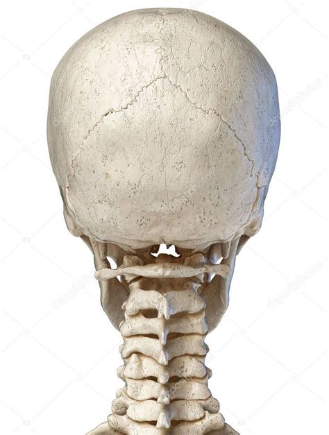 Human Skull Viewed From The Back Stock Photo Ad Skull Human