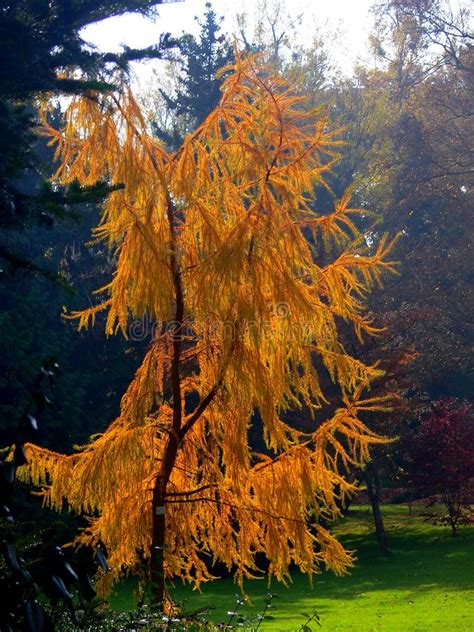 Japanese Hanging Larch In Autumn Colors In Full Back Light 2 Stock