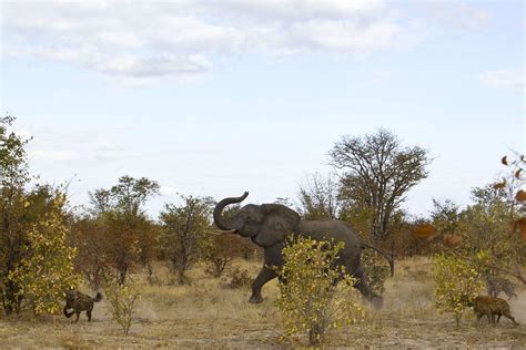 Elephants Fighting Off Hyenas In Order To Save Their Babies