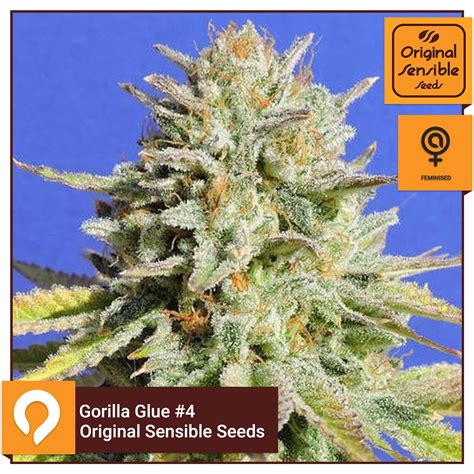 Gorilla Glue 4 Original Sensible Seeds Feminised Seeds Kazam Seeds