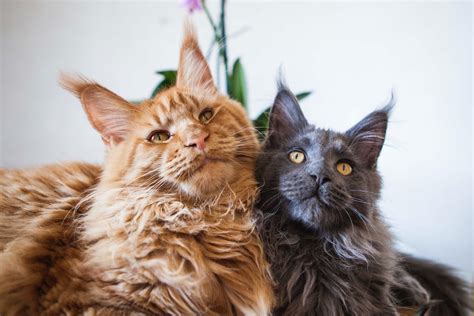 Free Stock Photo Of Cats Maine Coon