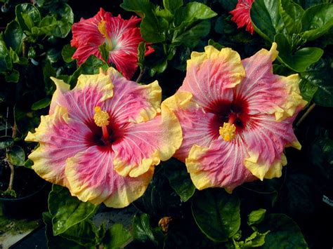 Plantfiles Pictures Tropical Hibiscus Over The Rainbow Hibiscus