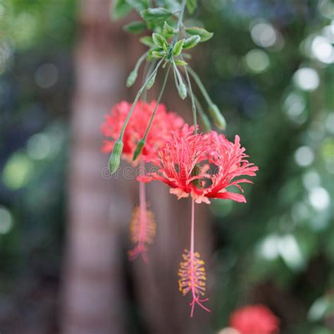 Beautiful Newly Bloomed Red Flower Hanging From The Tree Stock Image