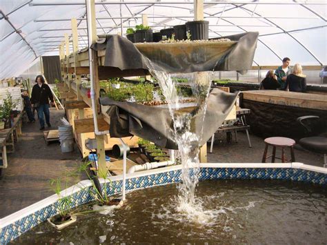 Here's how to get started with tilapia farming. Backyard Farming on an Acre Ideas