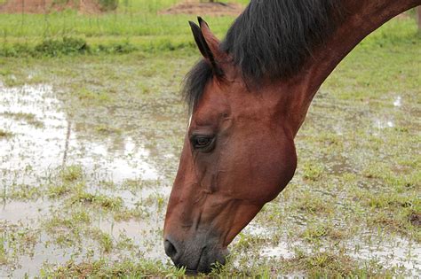 Free Photo Horse Thirst Drink Water Heat Drinking Farm Hippopx