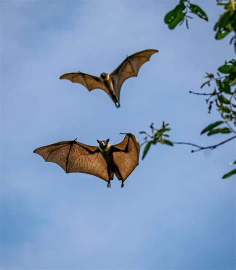 Flying Fox Bats For Vigilance While Roosting The Hindu