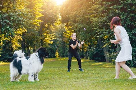 Premium Photo Newfoundland Dog Plays With Man And Woman In The Park