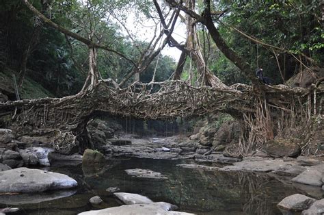 Pictures World The Natural Root Bridges Of Cherrapunji India