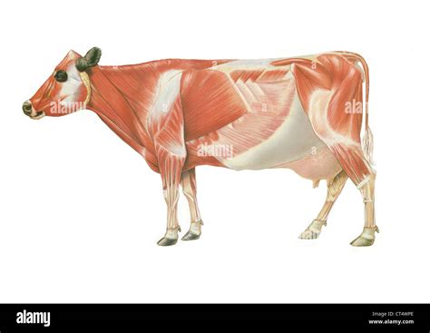 Anatomía De La Vaca Dibujo Fotografía De Stock Alamy