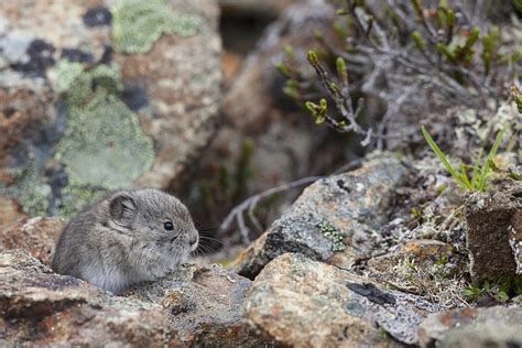 A Baby Collared Pika Photograph By Tim Grams