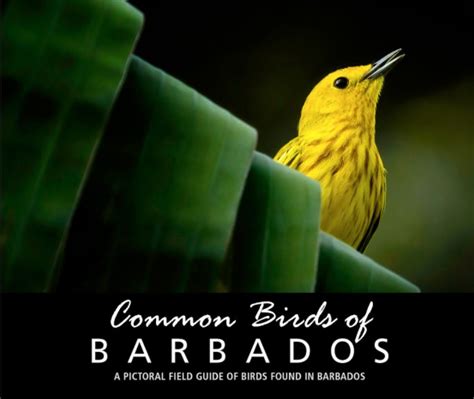 Common Birds Of Barbados By Clement Faria Blurb Books Uk