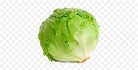 Lettuce Head Of Lettuce Png Emojilettuce Emoji Free Transparent