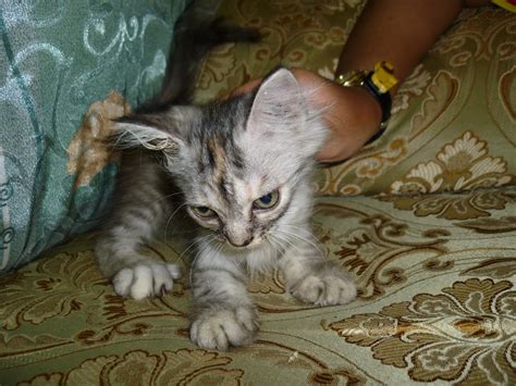 Ini 5 penyebab kotoran berdarah pada anjing dan kucing. Kucing Utara: Fakta fizikal Kucing