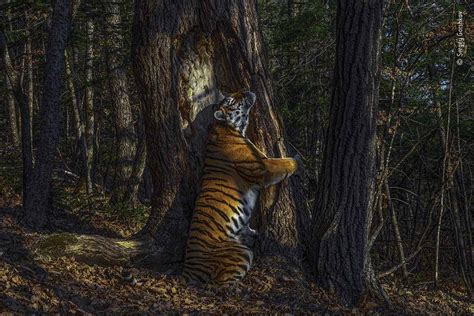 The tiger will experience a year of wonderful opportunities for love and relationships. Wildlife Photographer of the Year 2020 winning images ...