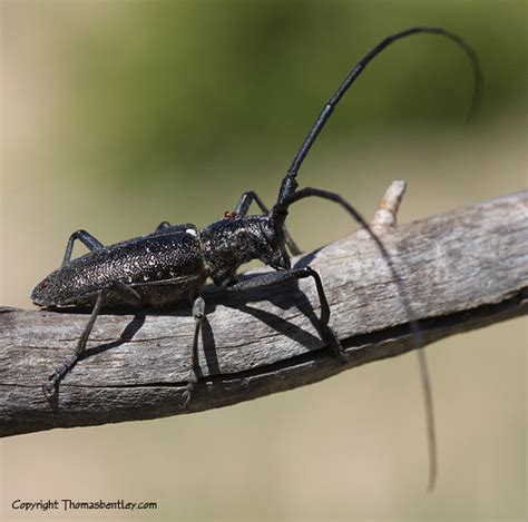 Longhorned Beetle Monochamus Scutellatus Bugguide Net