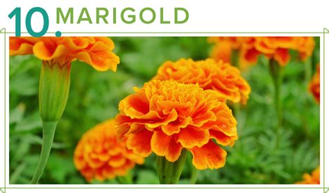 Dig into and choose from momjunction's treasure of 70,000+ baby names that are divided based on meaning, religion, origin, english alphabet, and gender. Genda Flower Meaning In English | Best Flower Site