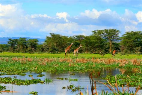 Lake Naivasha Safari Rim