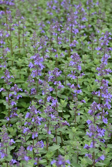 Besides good quality brands, you'll also find plenty of discounts when you shop for catmint for cats during big sales. Blue Wonder Catmint (Nepeta x faassenii 'Blue Wonder') in ...