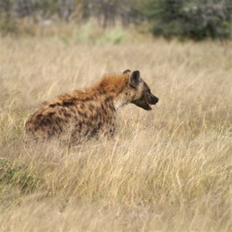 The list below is to provide information about the asian elephants are earth's largest land animals. Endangered Species in the African Savanna | Sciencing