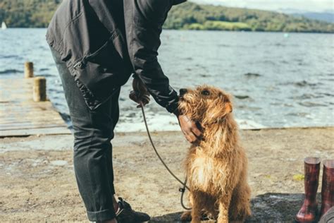 Maybe you would like to learn more about one of these? How to Get an Emotional Support Animal - ESA Doctors