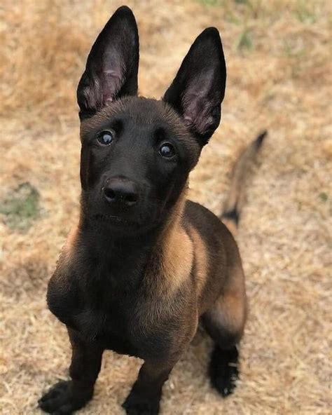 14 Interesting Facts About Belgian Malinoises Page 2 Of 5 The Dogman