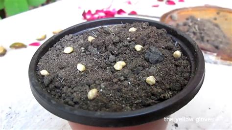 How To Grow Roses From Seeds Advanced Method Youtube