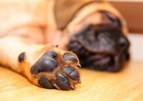 4 Things You Should Know About Your Dogs Paws How I Met My Dog