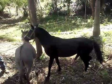 Encuentra apareamiento de caballos en mercadolibre.com.mx! Caballo apareándose con Burra - YouTube