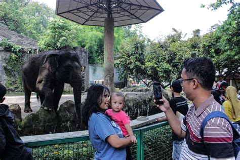 See more of kebun binatang bandung on facebook. Kebun Binatabg Banyuwangi : Klhk Pengelola Kebun Binatang ...