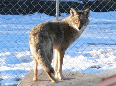 Coyotes Chester County Pa Official Website