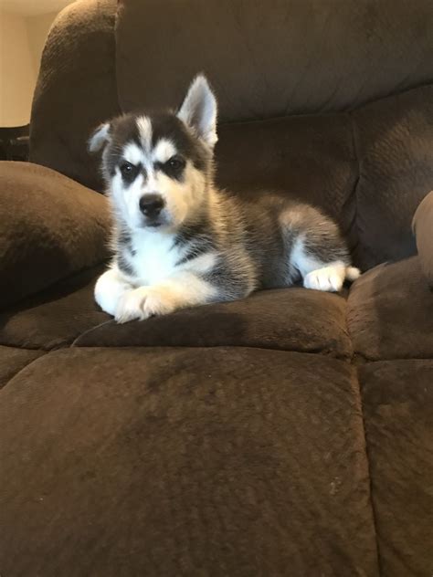 Review how much siberian husky puppies for sale sell for below. Siberian Husky Puppies For Sale | Lakeland, FL #288375