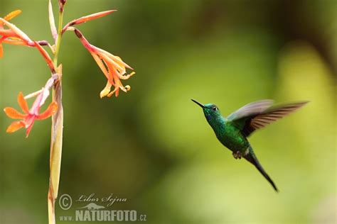 Colibri Thalassinus Pictures Green Violet Ear Images Nature Wildlife
