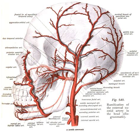 Deep Temporal Arteries Arteries Anatomy Carotid Artery Dental Anatomy
