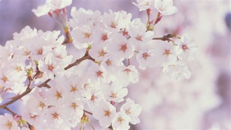 Cherry Blossom Tree With Snow Wallpapers Top Free Cherry Blossom Tree