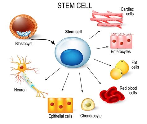 Stem Cell Therapy For Alzheimers