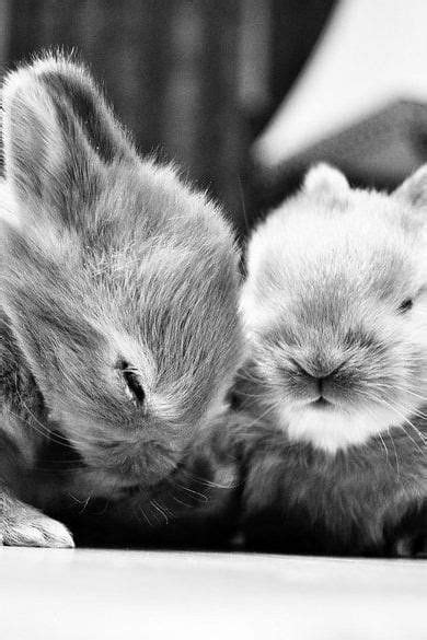 80 Cutest Animal Photos Of All Time Animals Cute Animal Photos