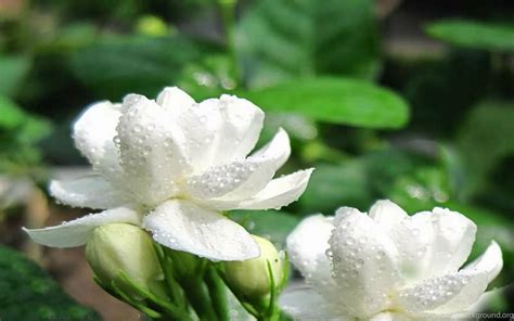 Jasmine Flower Wallpaper 55 Pictures